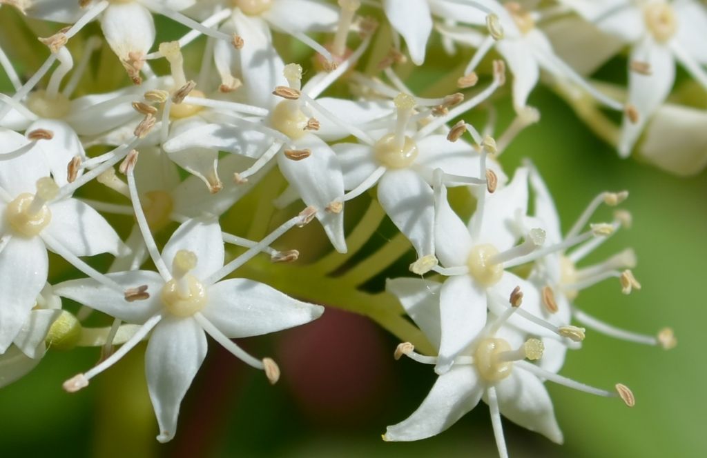 Roncola bassa (BG) :  Cornus sanguinea